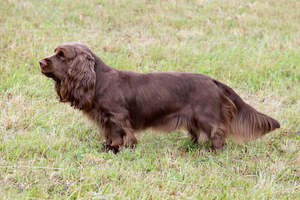 Sussex Spaniel